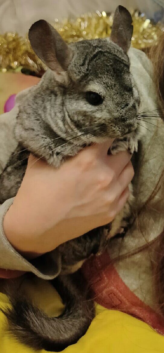 Моя радость