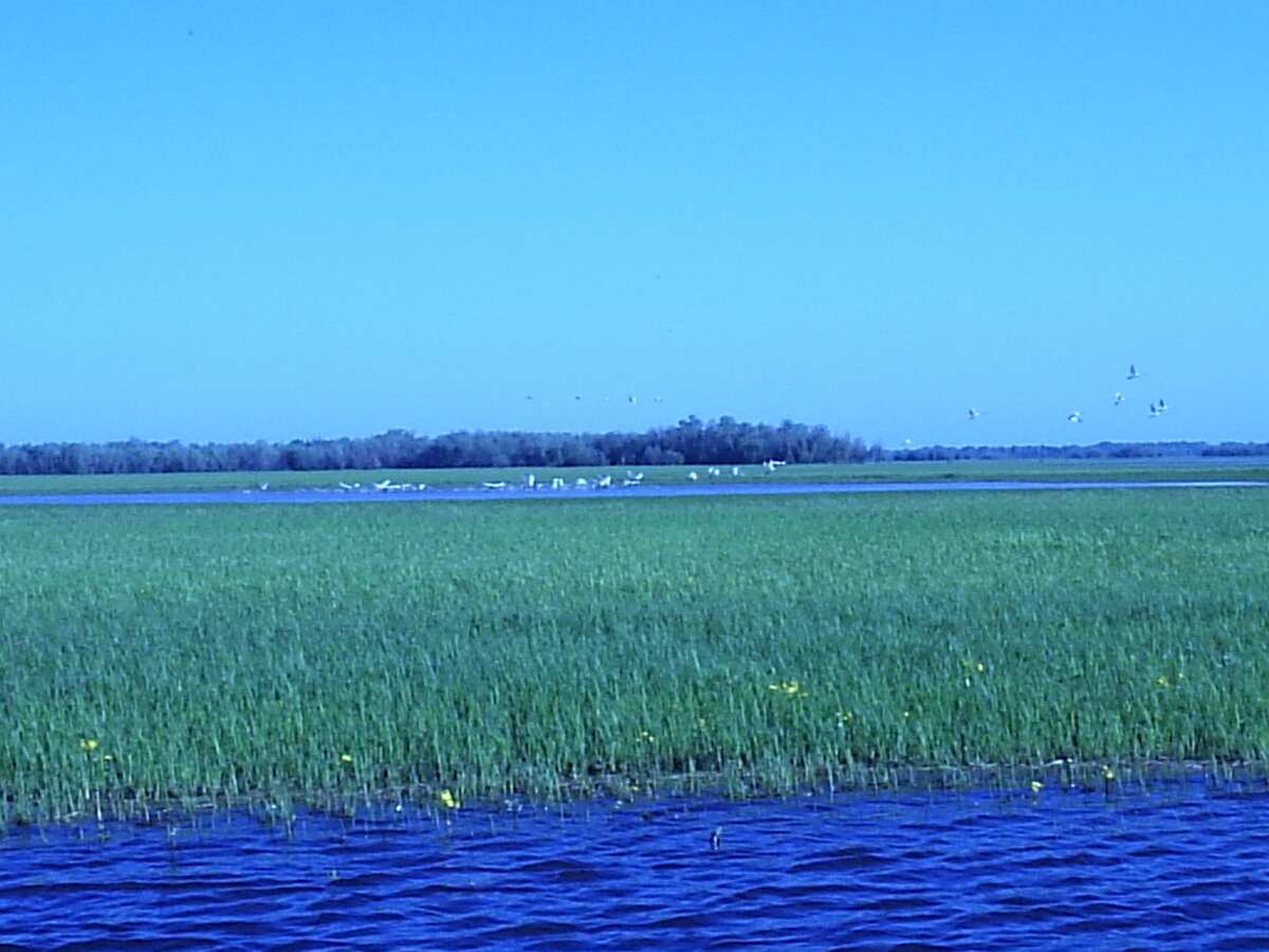 Весенний прилет.