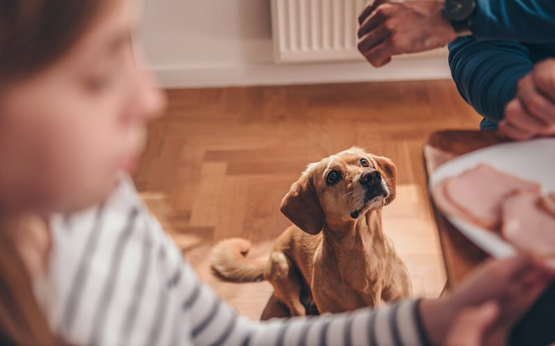 Нет веских оснований утверждать, что подкармливание собаки со стола может привести к серьезным проблемам в отношениях. Фото: twimg.com