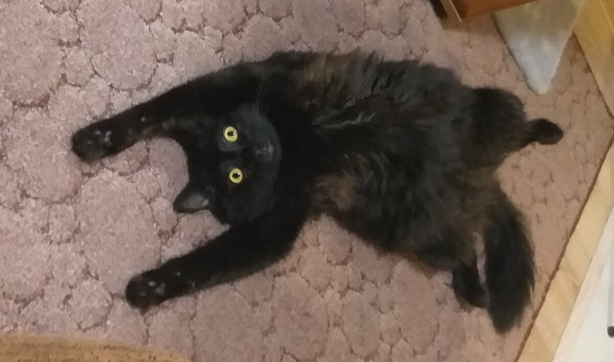 А вот и бонус с нашим котиком ♡