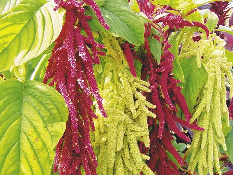 Амарант декоративный. Яндекс.Картинки