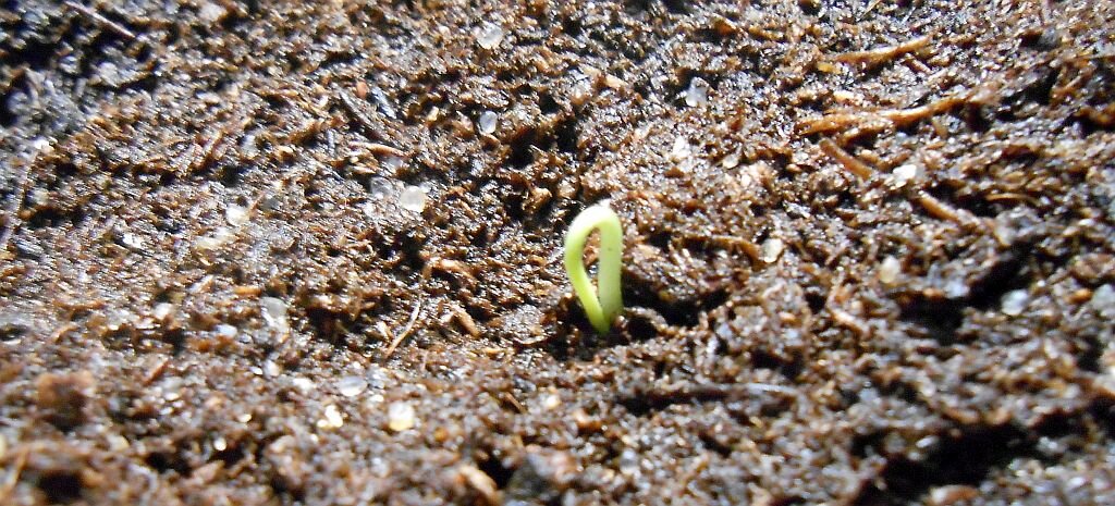 На пятый день стали появляться всходы.