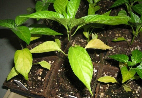 Источник Яндекс. Картинки 