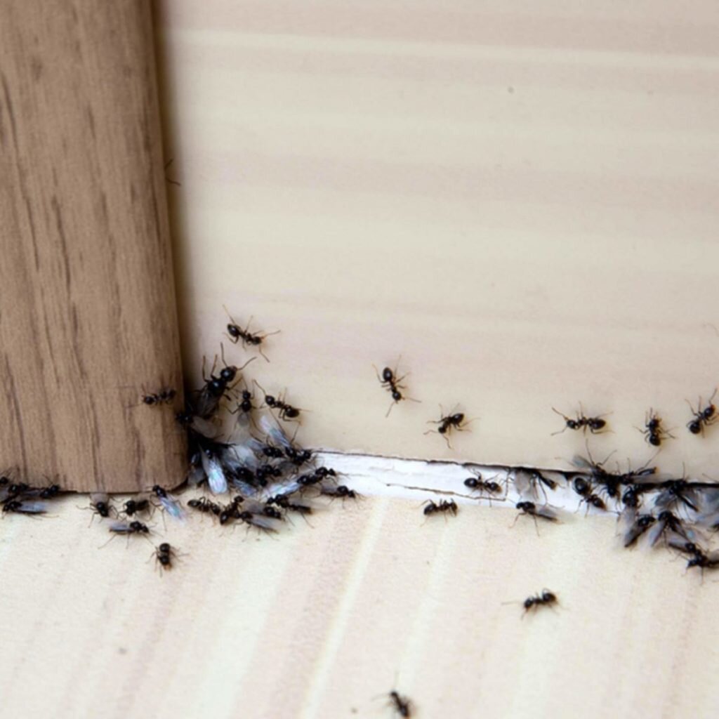 ✔Как я легко избавляюсь от муравьев в доме и при этом за сущие копейки!