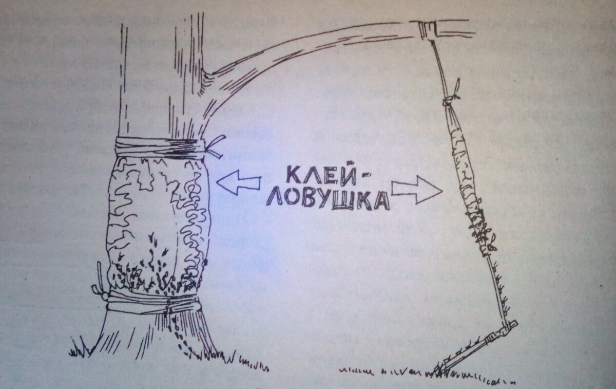 Копеечный способ, как прогнать тлю с деревьев – и ничего мудрить не нужно