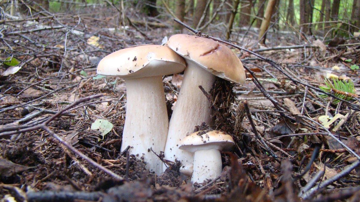 Белые грибы 2012...Високосные!Фото автора.