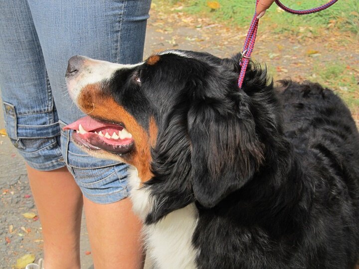 © All rights reserved. --- Выставка собак. На старте.