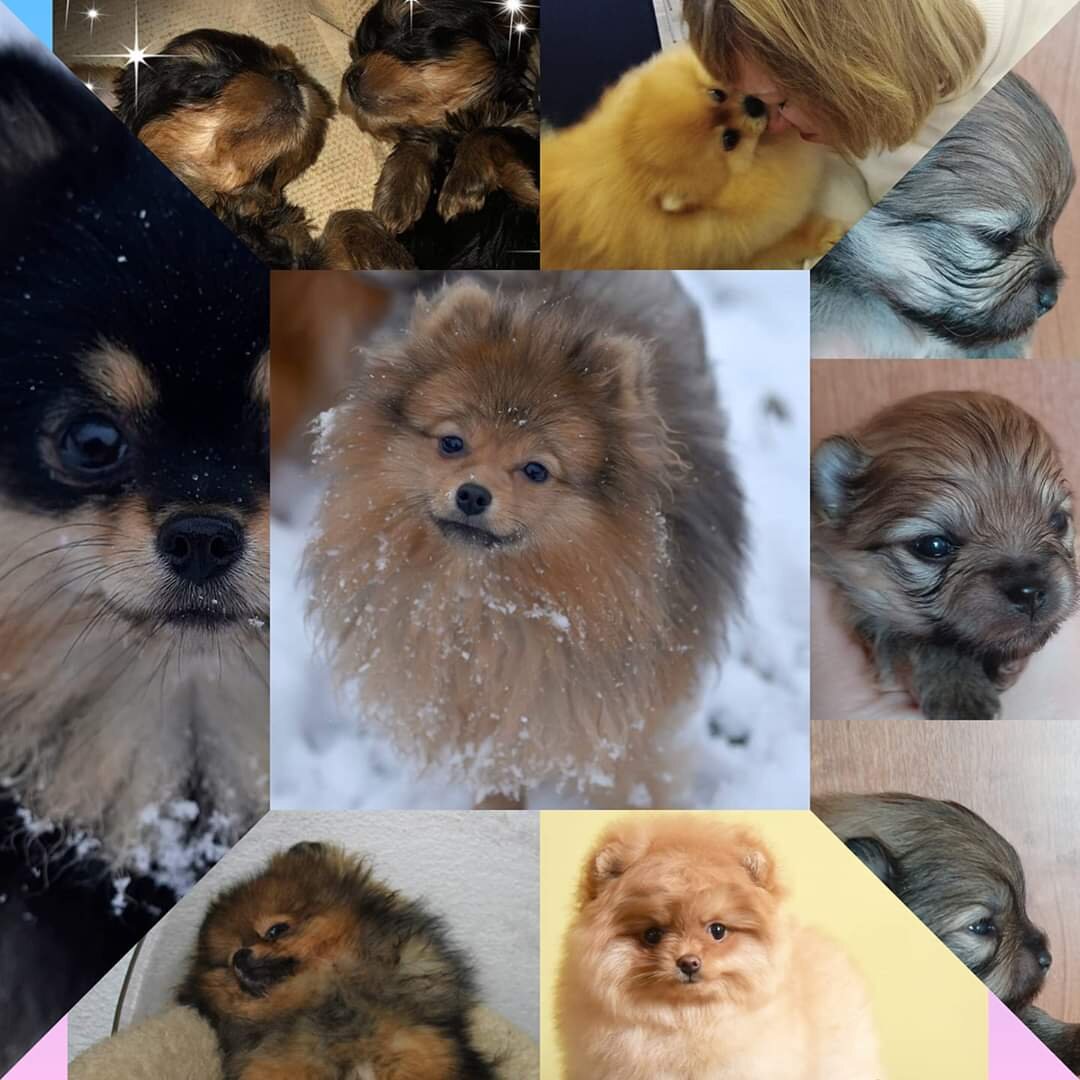 Шелковые Ольгерсы