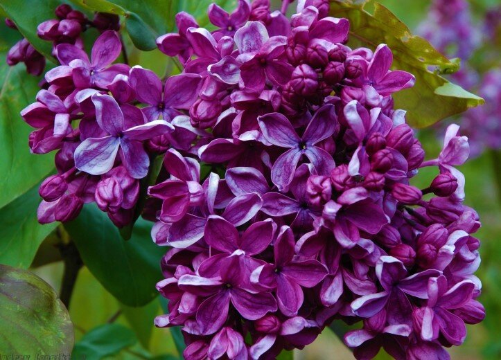 Сорт "Везувий"