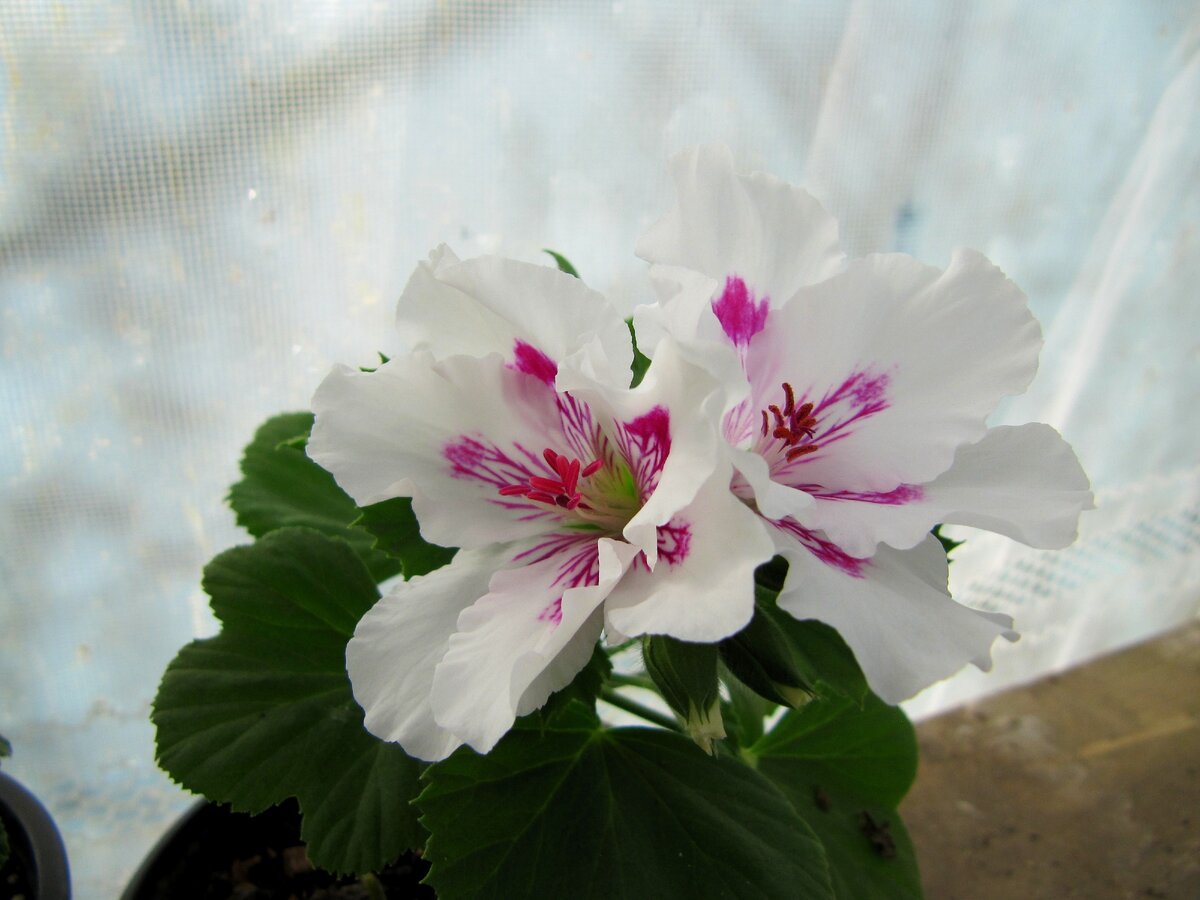 белая со штрихами