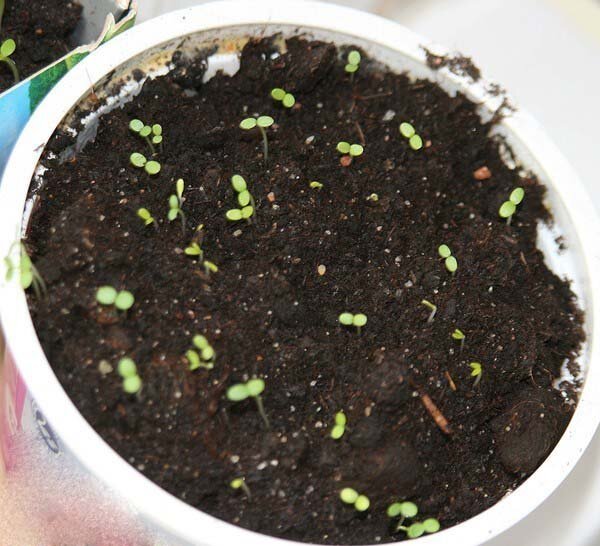 Первые всходы