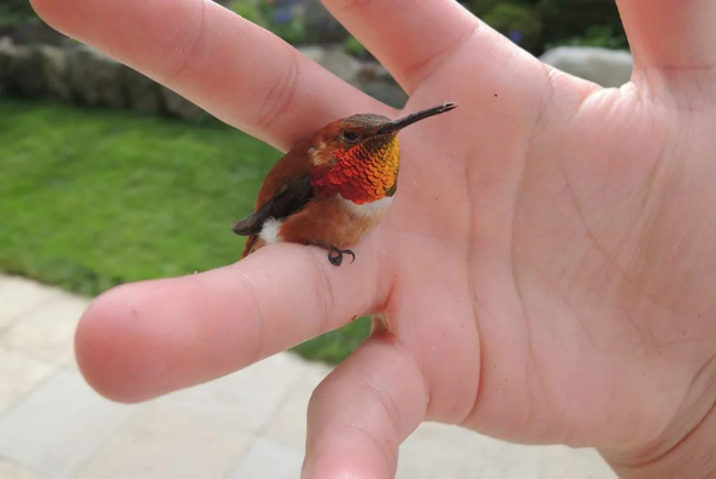 Фото из открытого источника