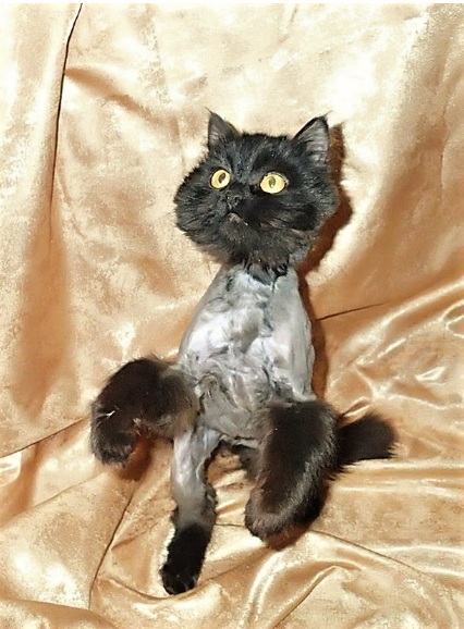 Пузырик на передержке приходит в себя. Он же котёнок) 