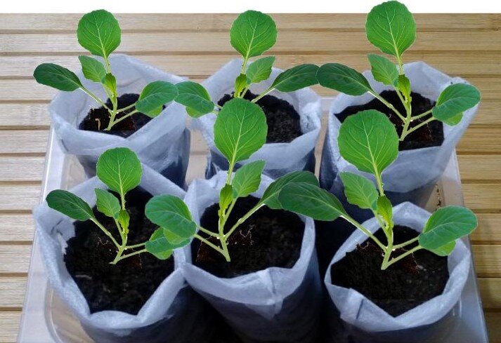 Китайские мешочки. Коллаж автора