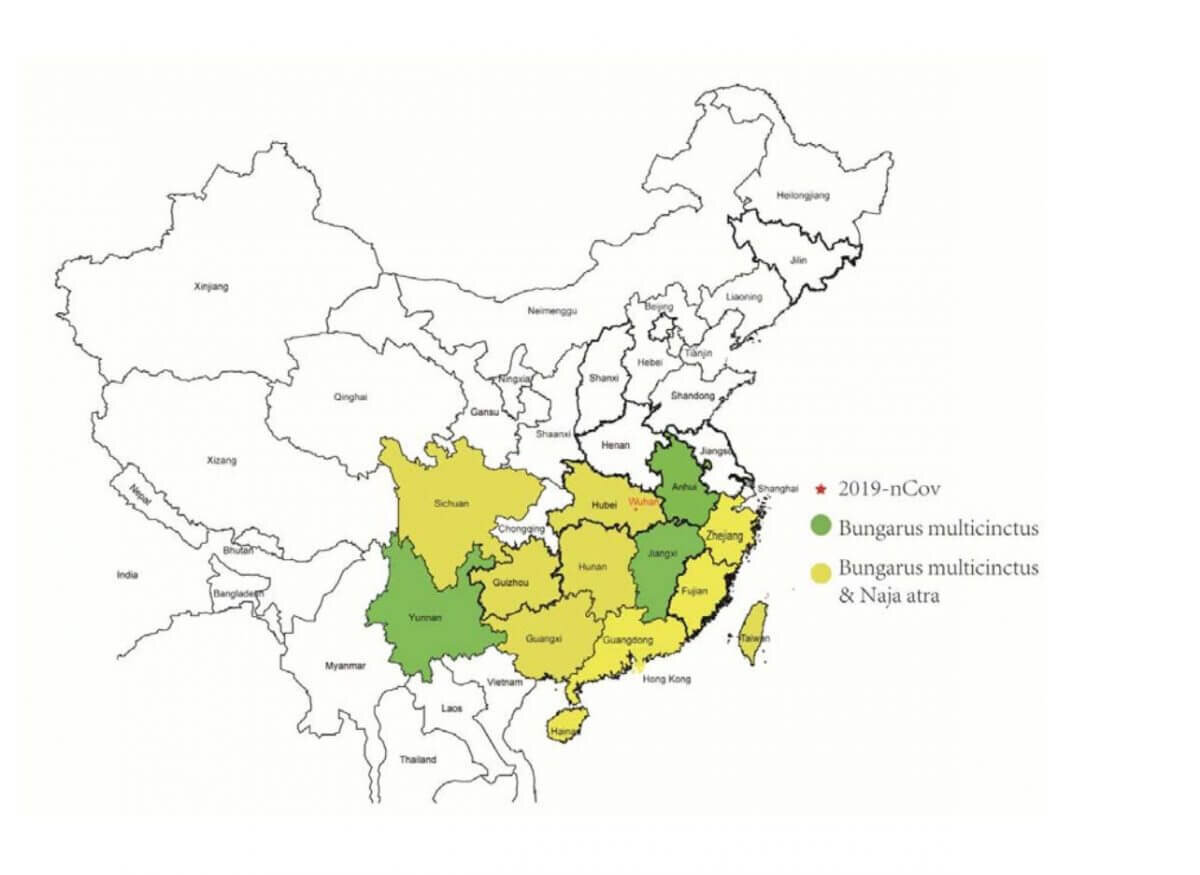 nCoV в Китае, который предположительно является основной причиной коронавируса | Источник: Журнал медицинской вирусологии