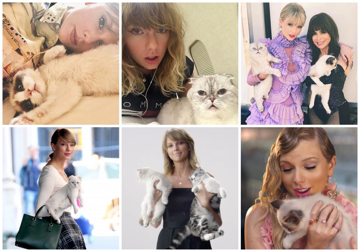 Кошки Тейлор Свифт