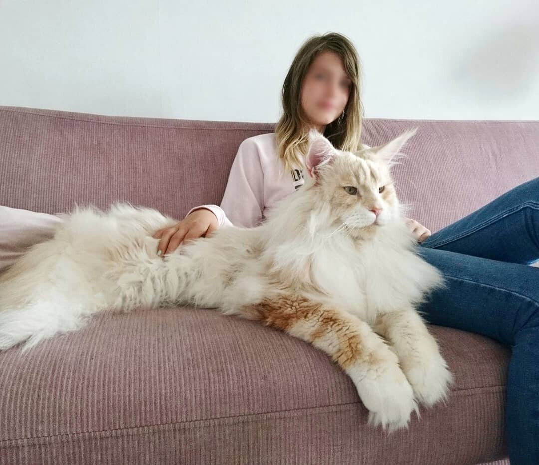 https://www.instagram.com/lotus_the_mainecoon/?hl=ru