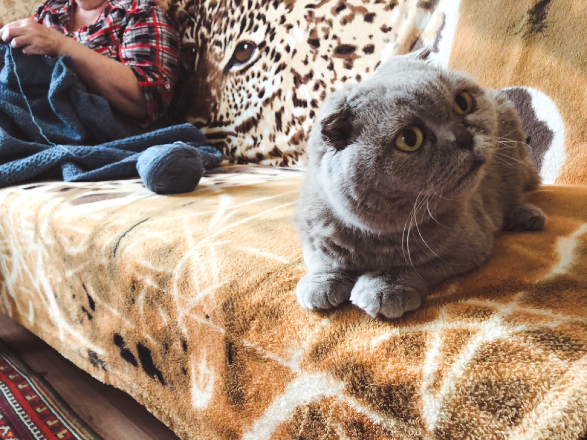 Наша кошка Бубла. @dadknowhow