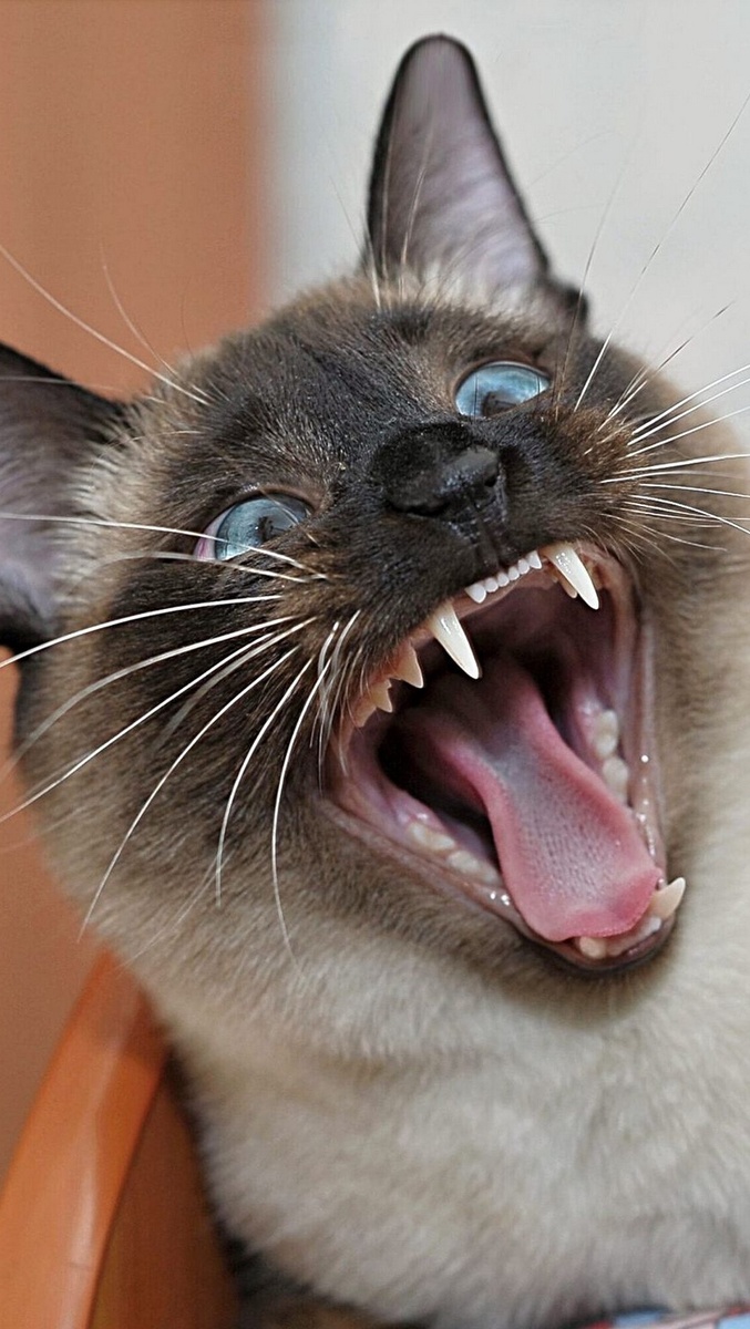 Злая Муся.....