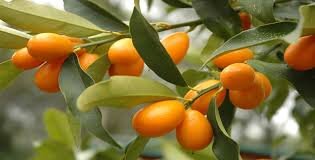    Кум кват – золотой апельсин Керкиры (Корфу) Кум кват или золотой апельсин, цитрусовое дерево родом из Китая, где его культивируют с XII века.