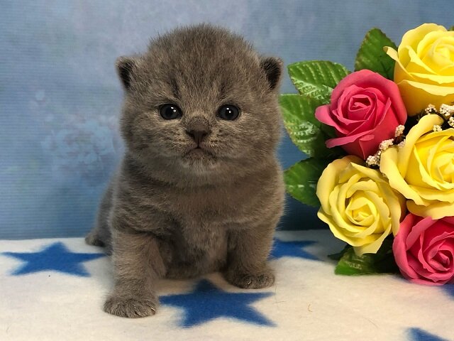 фото: британский котенок из питомника House Arletta British