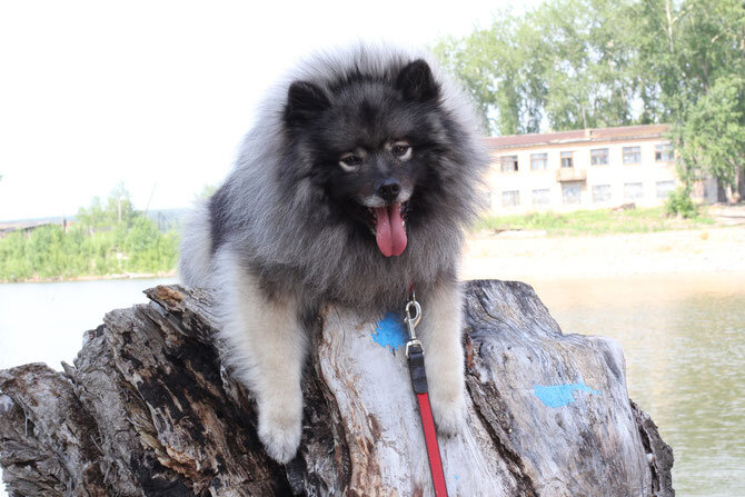 Из архива питомника LIEBE KINDER