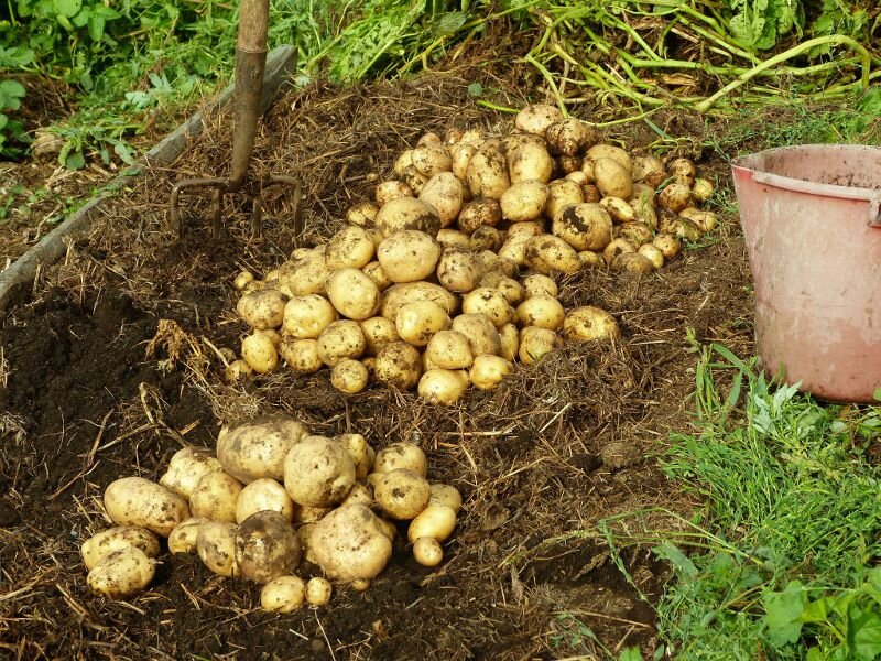 Вырастим картофель 