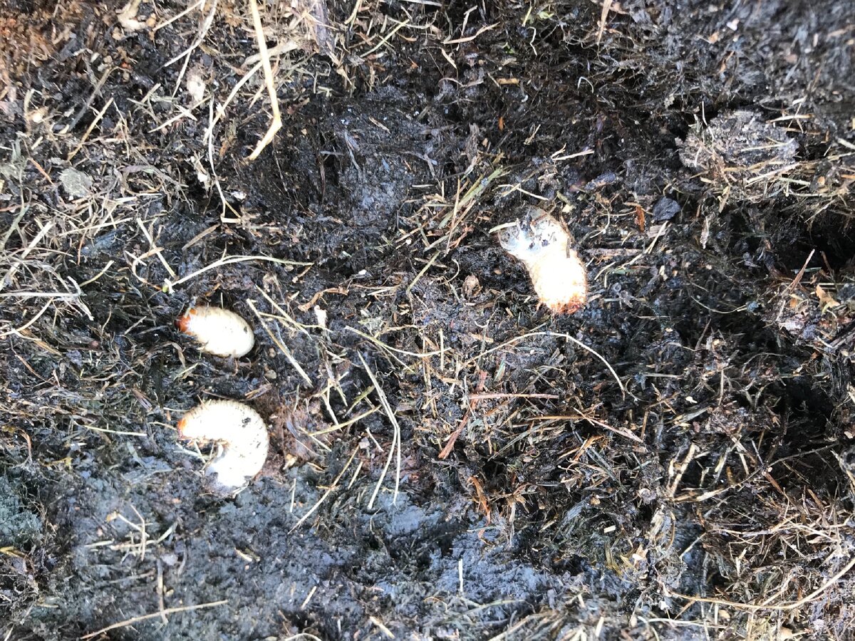 Толстые белые личинки в компосте