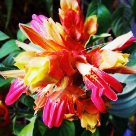 Цветок белопероне.