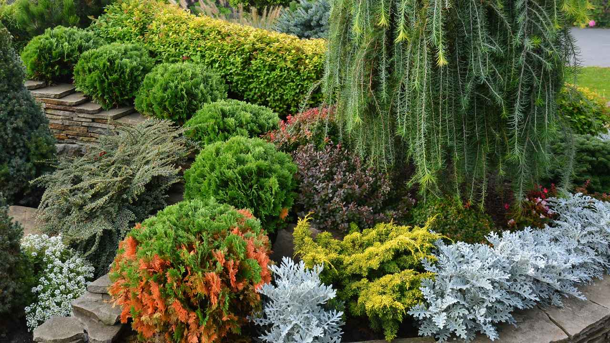 Хвойные растения с другими растениями. Туя Вариегата. Туя Смарагд Вариегата. Можжевельник Andorra variegata.