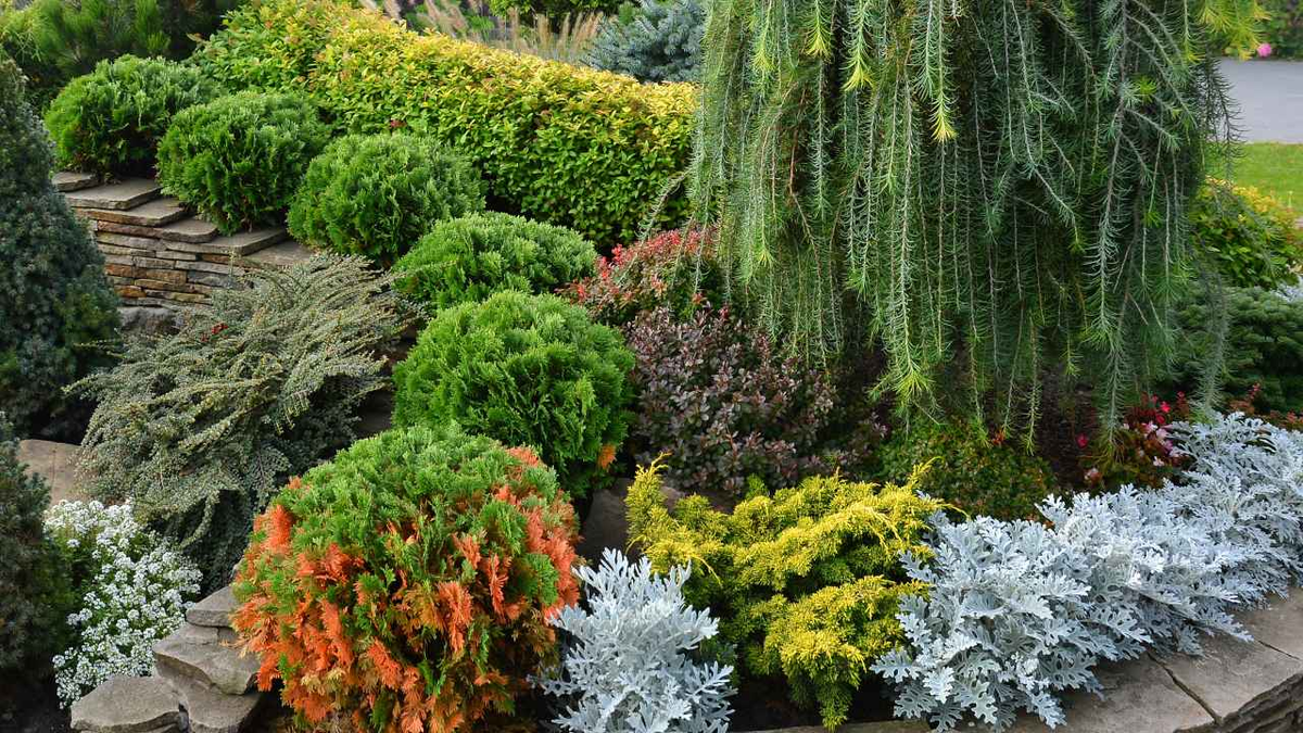 Хвойные цветы. Туя Вариегата. Туя Смарагд Вариегата. Можжевельник Andorra variegata.