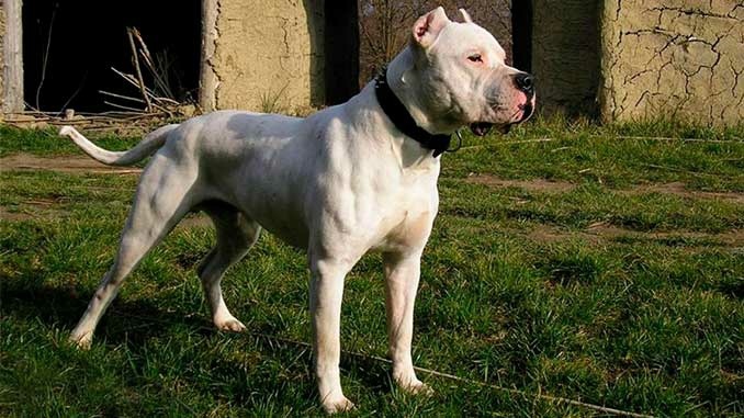      Продолжительность жизни: 10-14 лет.            Масса: 25-39 кг (самец). Рост: 46-56 см (самец).