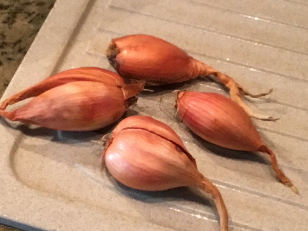 Лук-шалотт тоже с нашего огорода