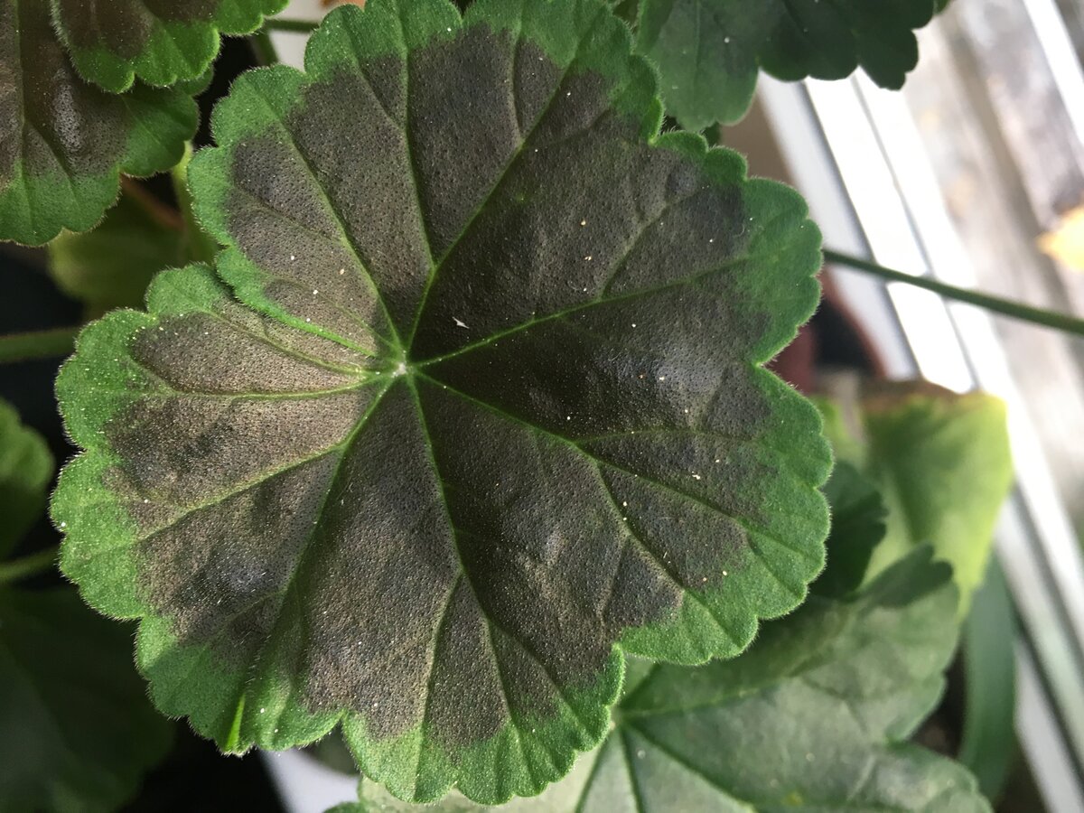 Ещё люблю разные необычные цветочки