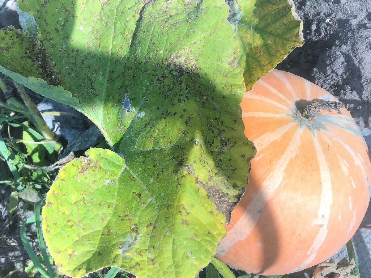 Фото натуральной тыквы