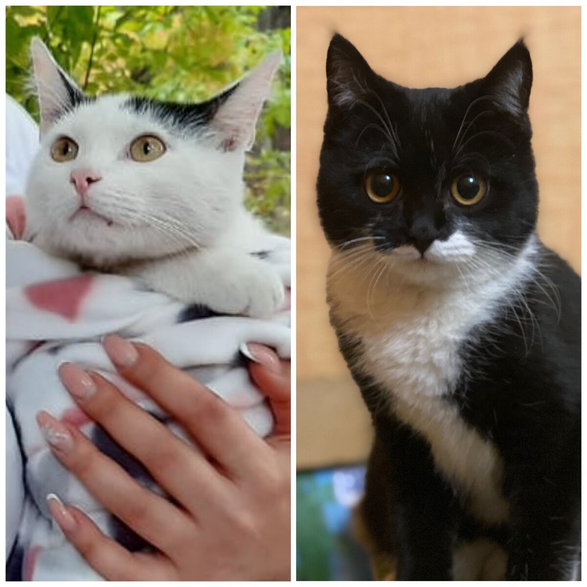 Слева Гоша , справа Манна