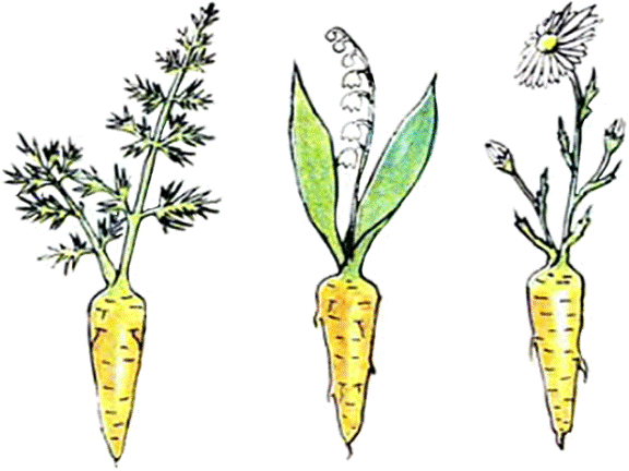  Задача: «Что перепутал художник?» (какая ботва подходит к морковке). Иллюстрация из журнала «Веселые картинки», 1984 г., №9.