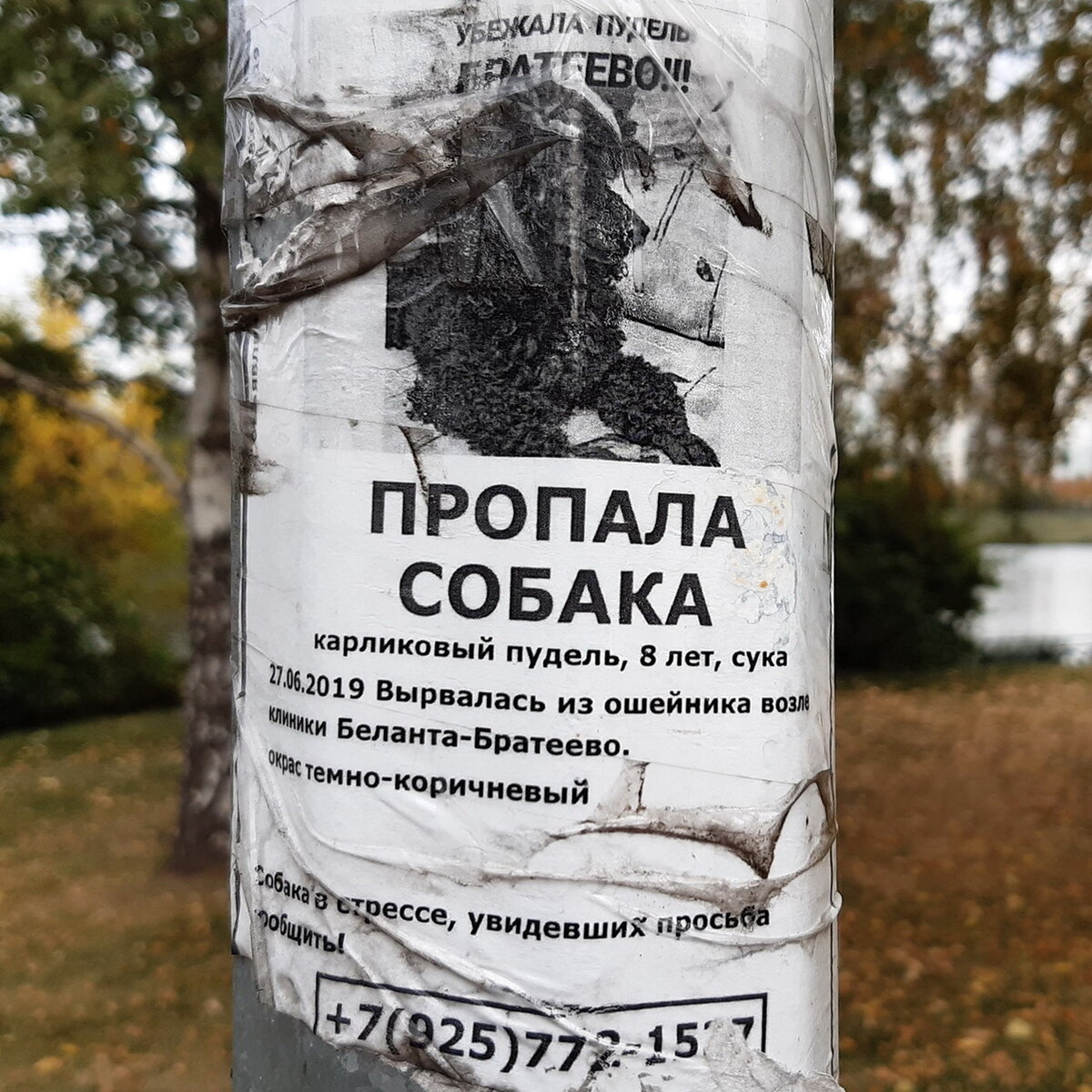 Объявление о пропаже собаки. Обратите внимание: взрослая собака вырвалась из ошейника! Фото из личного архива 