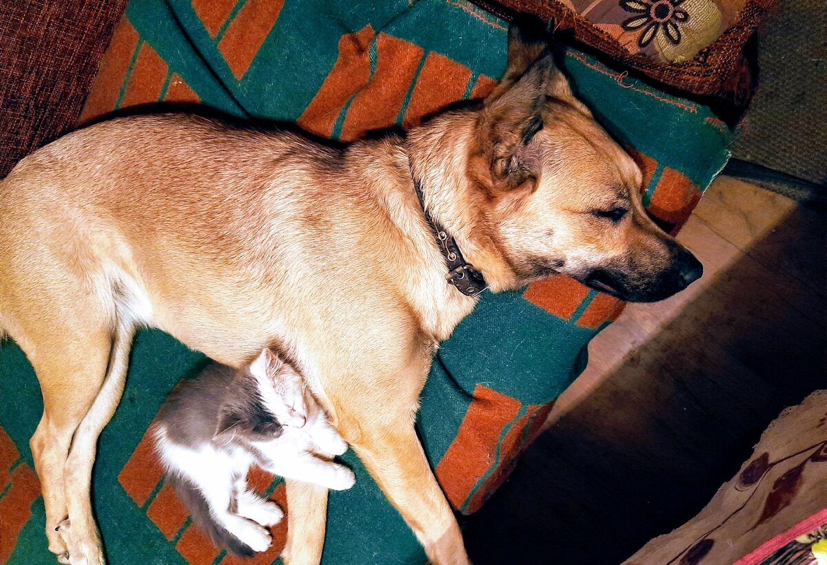 Репа и Марси