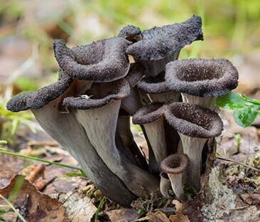  Вороночник рожковидный (Craterellus cornucopioides)