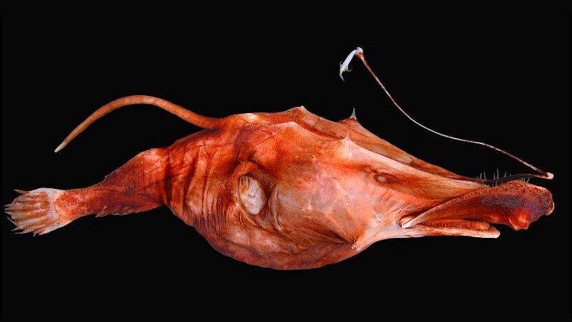 Зубастый морской долгоносик (Lasiognathus amphirhamphus), пожалуй, самый причудливый из 170 известных видов глубоководных рыб-удильщиков.  
Известен только по этому единственному экземпляру женского пола, обнаруженному в восточной части Северной Атлантики в 1981 году.