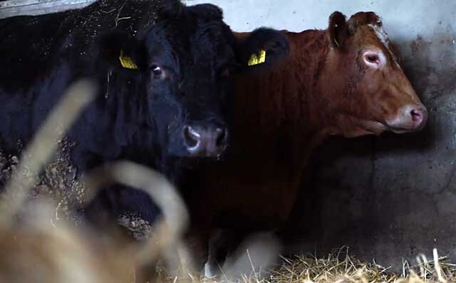 Правильное кормление и содержание скота