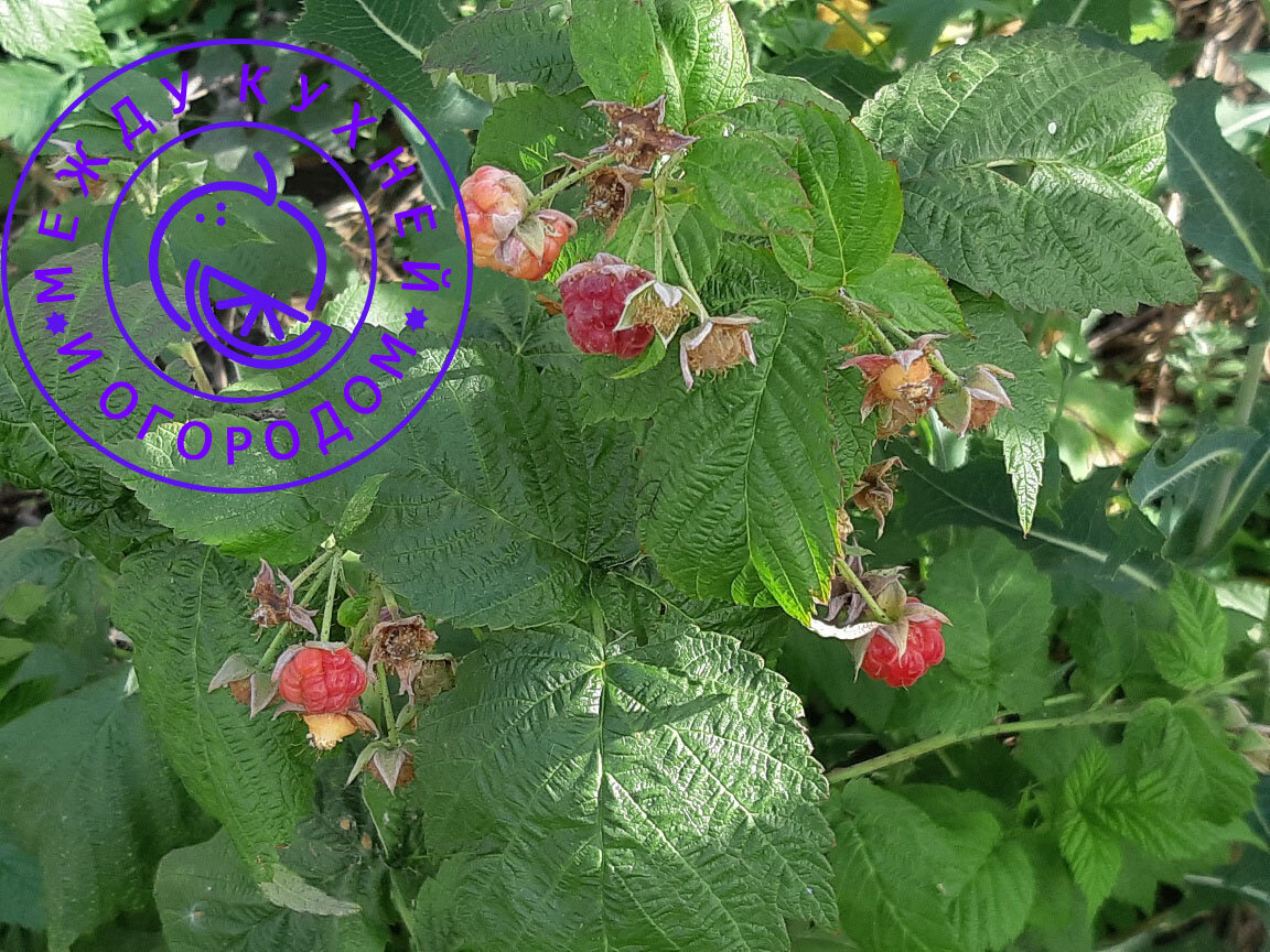 Ягодок было немало, мелковаты только.