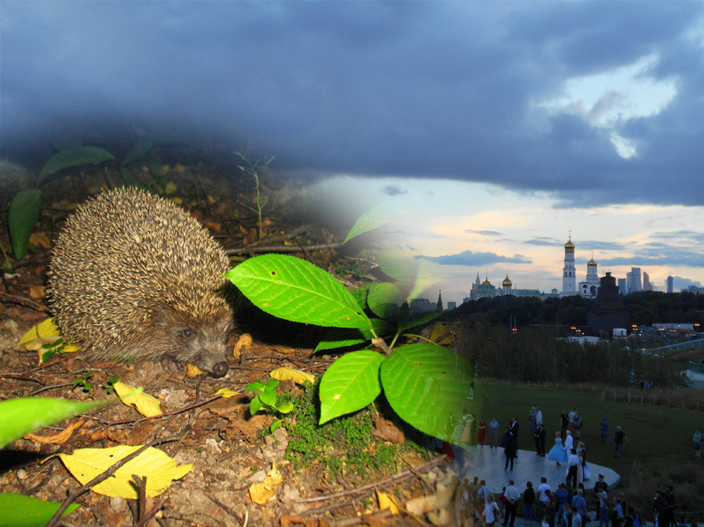 Ёж или есть или его нет!