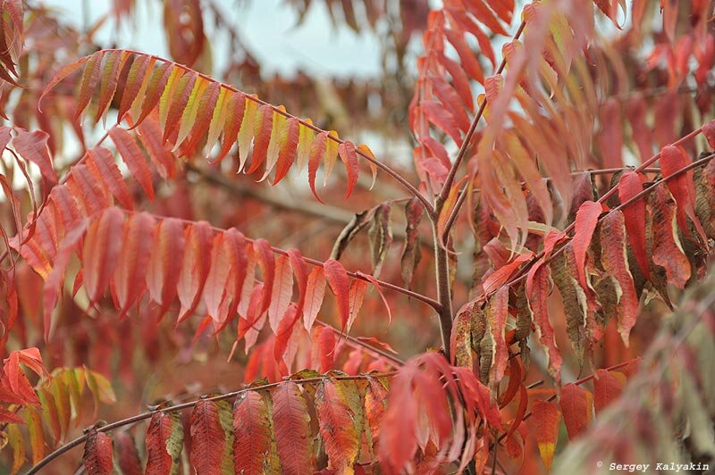 Сумах оленерогий