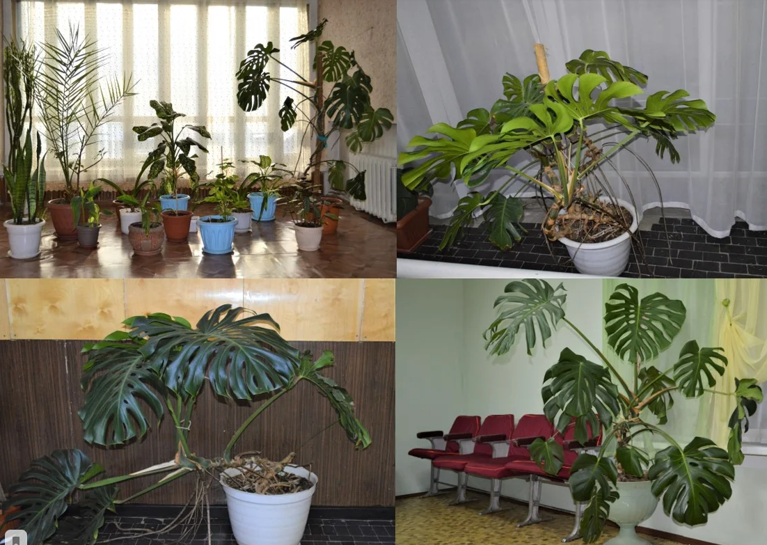 Монстера - самый популярный житель офисных кабинетов. Фото автора