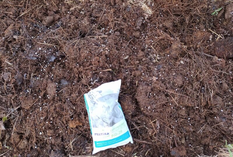 Вношу суперфосфат под кусты смородины.