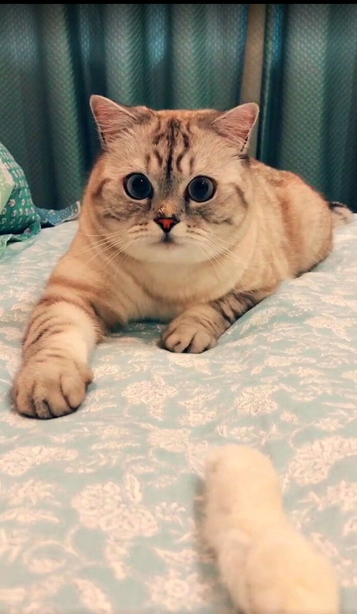 кот Крис