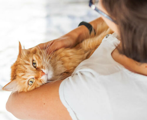 Как показать кошке свою любовь и привязанность | Лапа помощи | Дзен