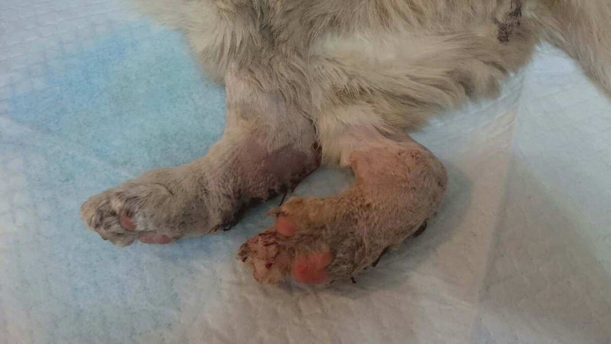 Состояние лап до операции